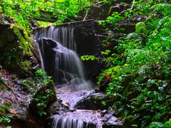 -莫里热带雨林景区