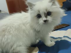 -小呆的宠物店·宠物售卖·宠物寄养(城西店)