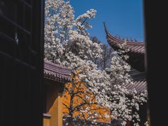 -灵谷景区