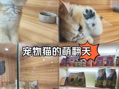 -猫十亿·布偶金渐层·曼基康矮脚猫舍(青年路店)