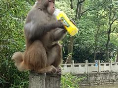 -黔灵山公园