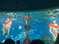 -海合安武汉极地海洋公园