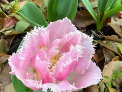 -上海鲜花港