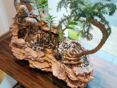 -不凡脑禅境·养生·舒压调理SPA(华发世纪城店)