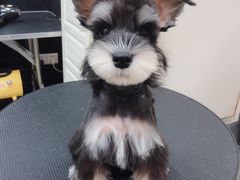 -小尾巴宠物店(万科·金域华庭店)