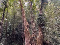 -莫里热带雨林景区