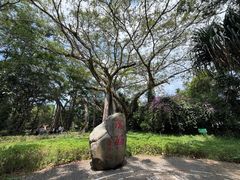 -独树成林