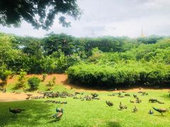 -西双版纳勐泐文化旅游区