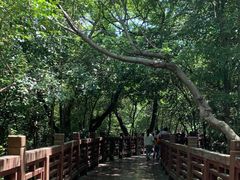 -紫金山山顶公园