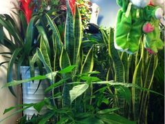 -静岸花卉园艺(三星坊店)