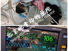 -北京观赏动物医院·24小时大型综合·猫专科·异宠专科