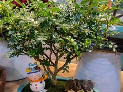 -双季花艺园艺市场(浦东店)