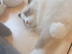 -Pets First伊珊娜洗护·精致美容·家庭式寄养(新会路店)