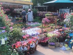 -曲阳花鸟市场(曲阳路店)