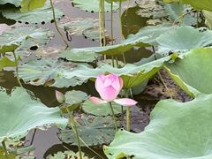 -飞来湖湿地公园