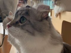 -瞄一喵猫咖(格力海岸店)