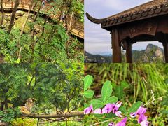 -大岭沟猕猴桃谷风景区