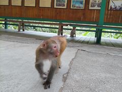 -西双版纳原始森林公园