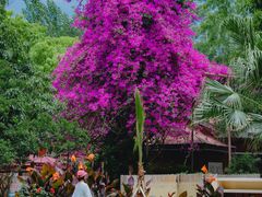 -三圣花乡旅游区