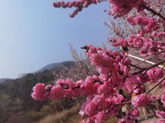 -国家植物园