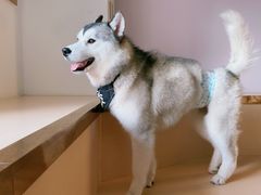 -Husky Go! 哈士奇体验馆·宠物咖啡厅狗咖