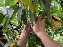 -老袁家蜜桃农场·阳山水蜜桃