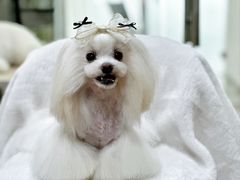 -鑫艺宠物美容培训学校