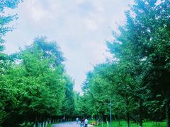 -长白岛森林公园