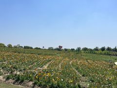 -歌斐颂巧克力小镇