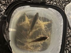 -DGE季风钓虾营地·团建·聚会