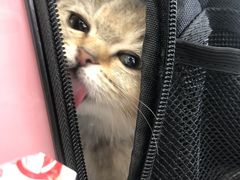 -佳雯宠物医院·皮肤科·内外科(春晓路分院)