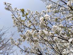 -西北湖绿化广场