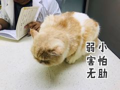 -思宇宠物医院