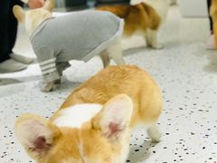 -米宠家·撸猫猫咖小萌宠·猫咪洗澡·猫咪寄养(高新大都荟店)