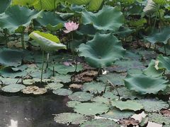 -沐仙湖湿地公园