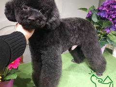 -严国平动物医院(德政总院)