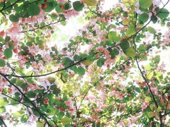 -长白岛森林公园