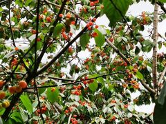 -樱桃山旅游景区