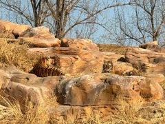 -北京野生动物园