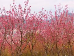 -牛岗山公园