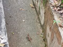 -天鹿湖森林公园
