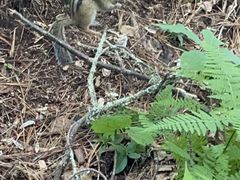 -五营红松林海景区