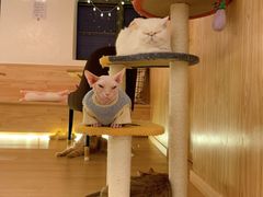 -猫腻·猫咖·撸猫馆(星光大道店)