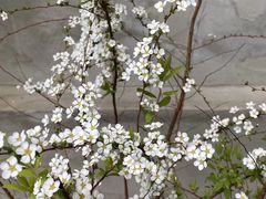 -又至园精品咖啡馆(将军塘店)