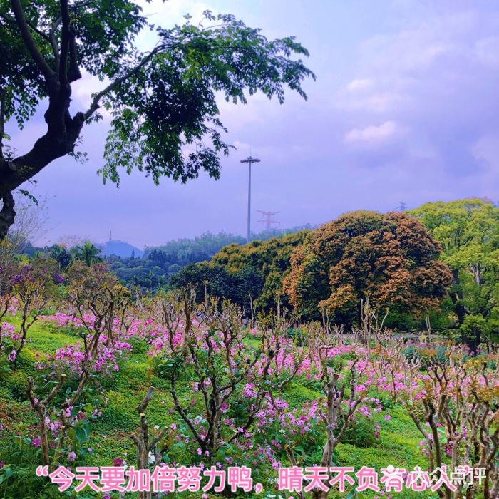 深圳仙湖植物园图片