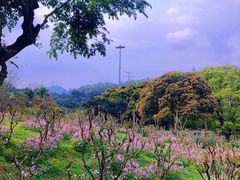 -深圳仙湖植物园