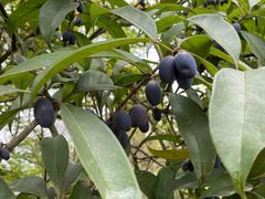 -桤木河湿地公园