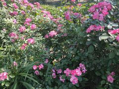 -白鹭湾湿地公园