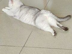 -瑞鹏宠物医院·普外科·影像科·皮肤科(城市山谷分院)