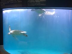 -青岛海底世界-水族馆